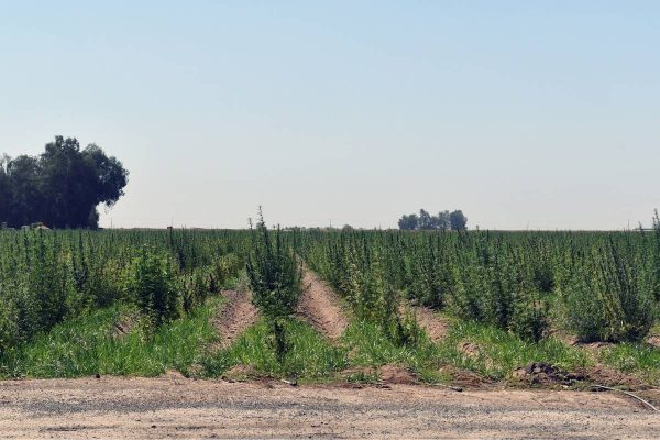 How the Hemp Industry Is Changing the Economy and Agriculture